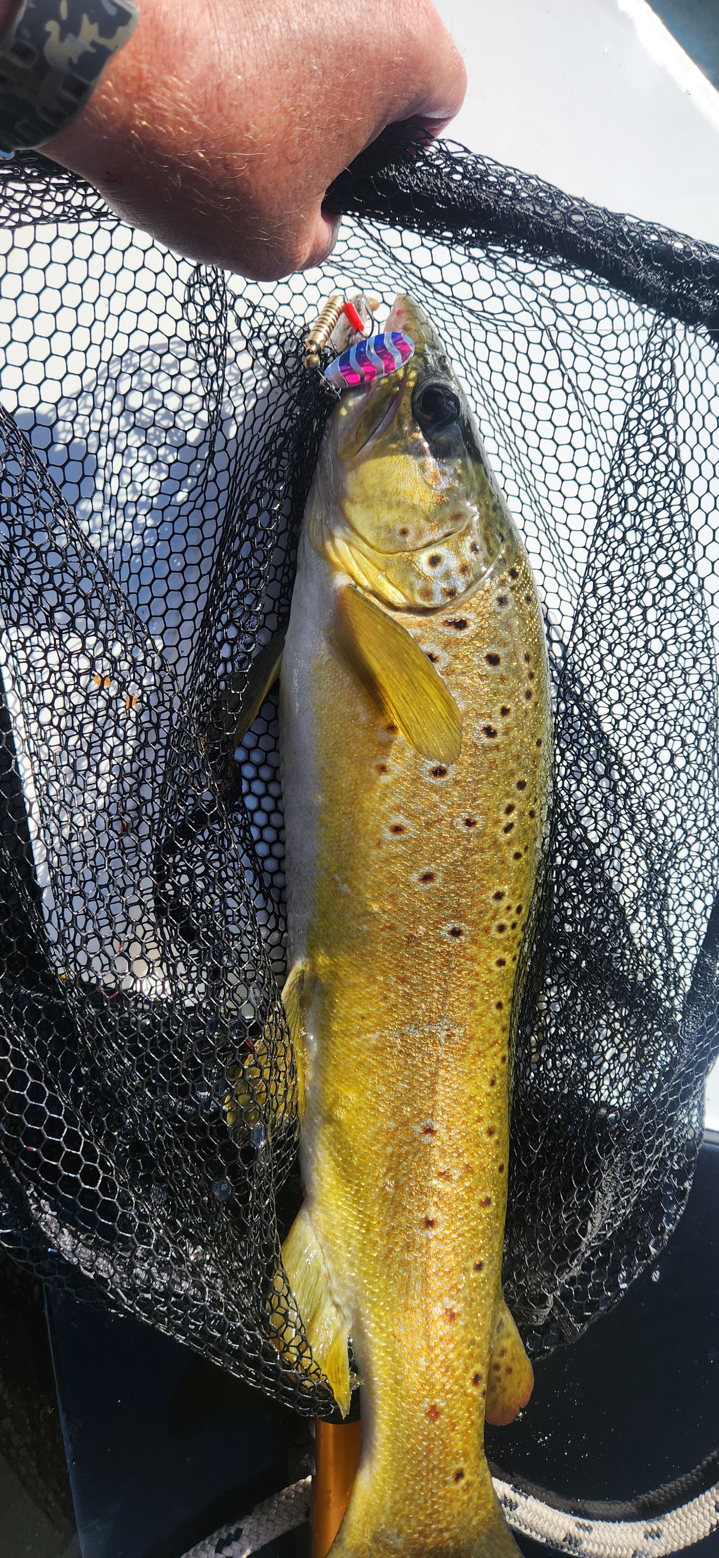 Dusky Spinners - Dusky Sunrise,10gram