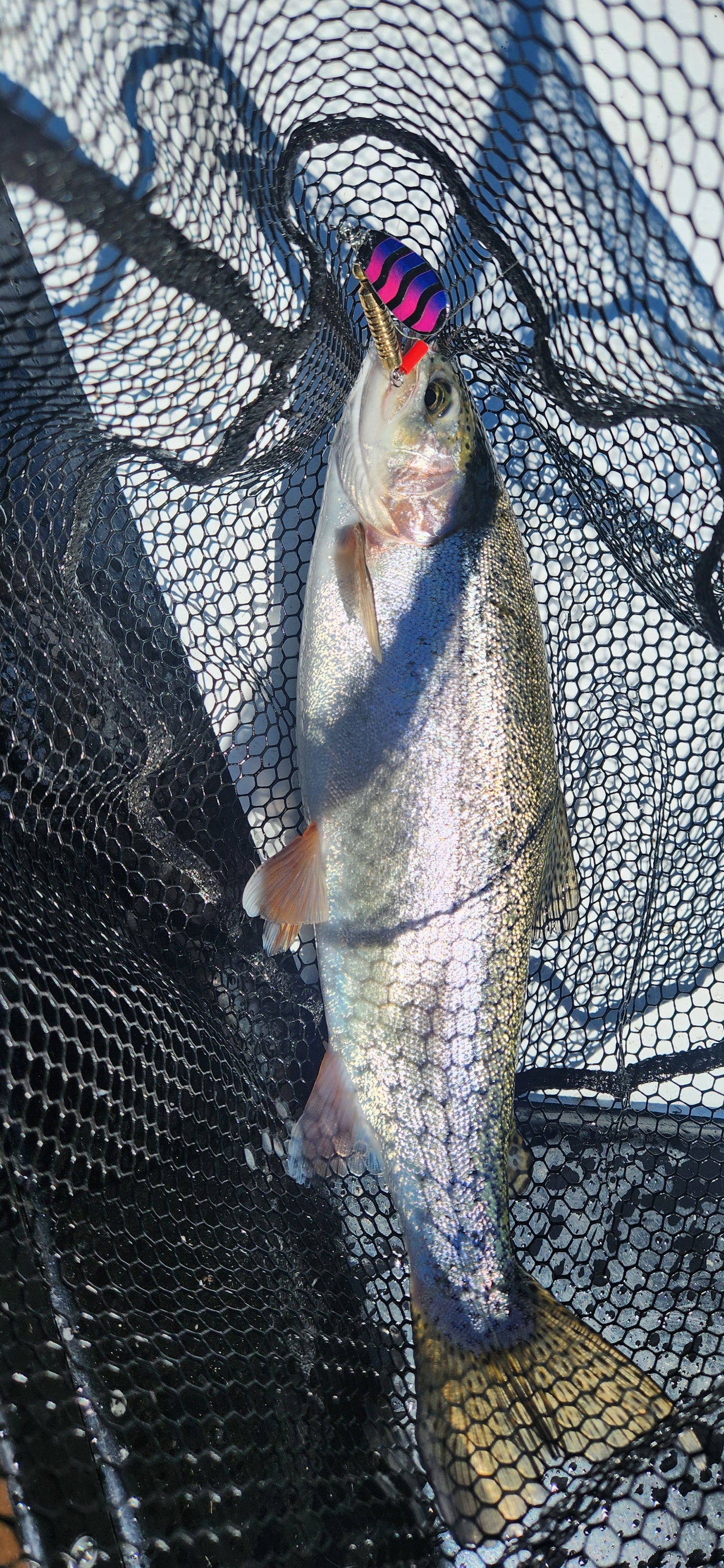 Dusky Spinners - Dusky Sunrise,10gram